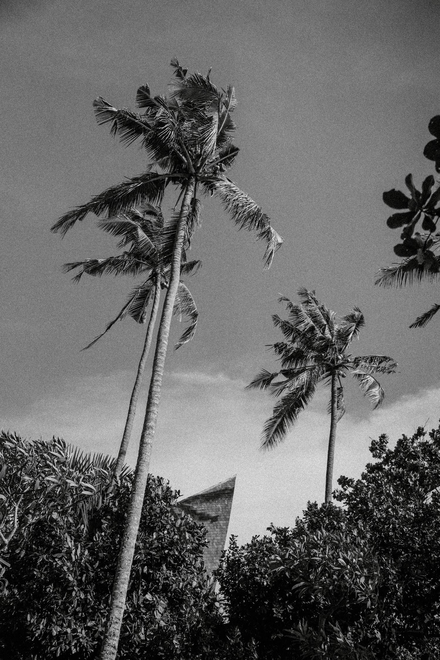 A black and white photo of two palm trees in front of a building.