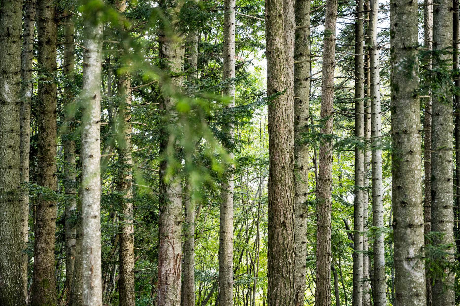 A forest with many trees and a sunny day.